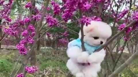 Funny Dog Videos- Cute Dog Video - Mini Pomeranian Funny Dogs