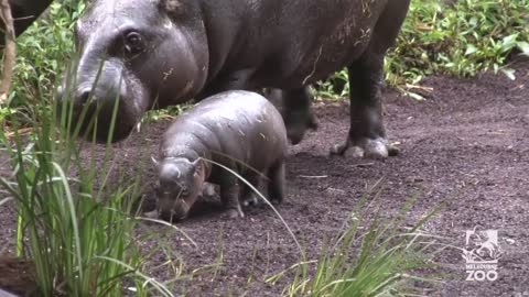 Pygmy Hippo baby makes a splash