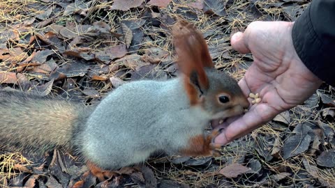 This is a Siberian squirrel. It looks so cute eating.