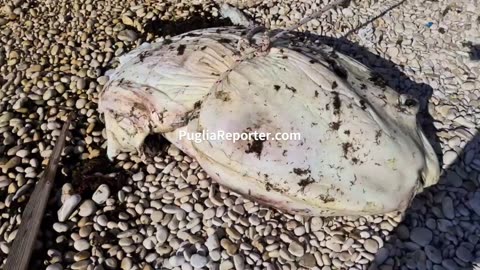 Bisceglie: spiaggiato un pesce luna, il più grande tra i pesci ossei viventi - foto e video