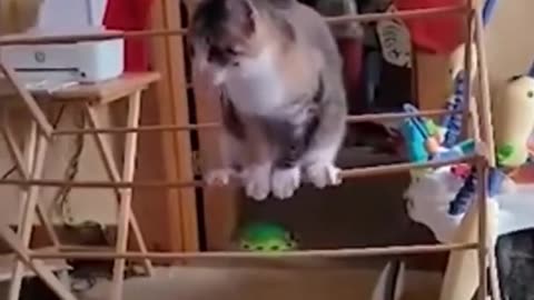 Funniest Cat And Dogs 😂 Funny Animal Videos 2023