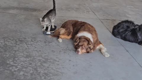 Skateboarding Cat Runs Into Dog