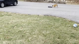 Boxer Worn Out After Racing RC Car