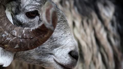 White sheep with big horns eating