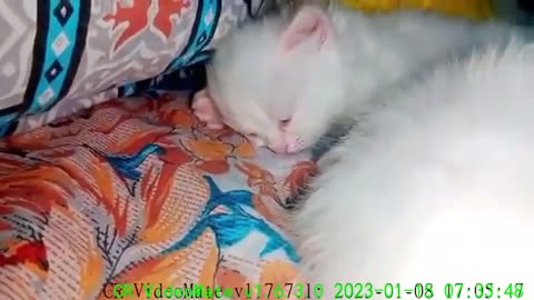 sleep time with kittens #lovecats #cat #catvideooftheday #catlife #kitten #kittycat #whitepersiancat