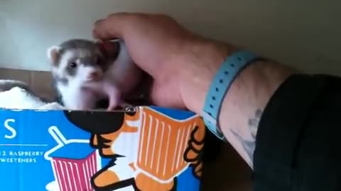 Ferret shows human her babies