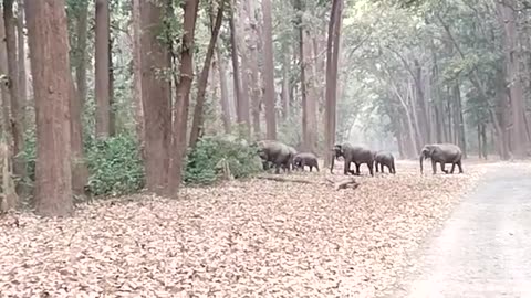 Jim Corbett National park