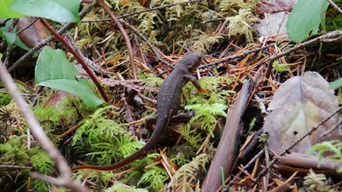 Rough-Skinned Newt