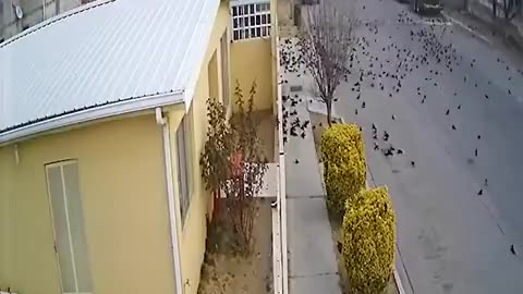 Shocking Flock Of Birds Drops From The Sky