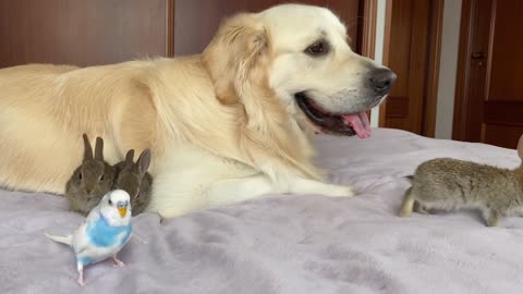 Cute Baby Bunnies think the Golden Retriever is their Mother