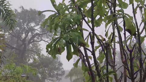 Rainforest Rain Sounds for Sleeping or Studying 🌧️ White Noise Rainstorm