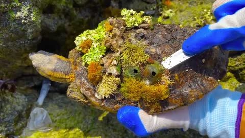 Cute sea turtle desperate searching for help becoz can't remove the parasite barnacles by herself