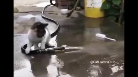 Funny cat playing piano.