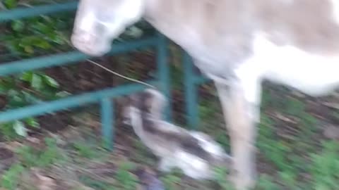 Newly Born Donkey having troubles had to bottle feed