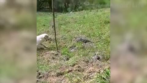 Funny dog and lizard fight|| funny 🤣🤣🤣||funny animal fight