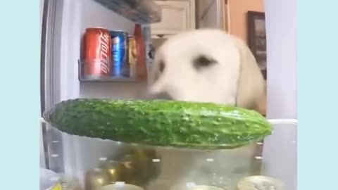 trained dog gets its own food at the fridge