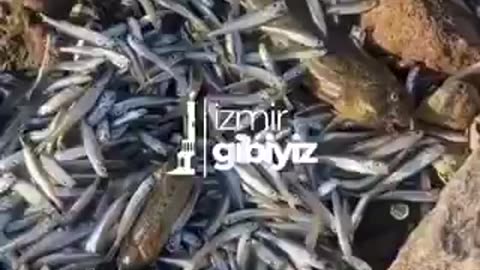 A large number of deceased fish are found stranded along the shore of Izmir in Turkey