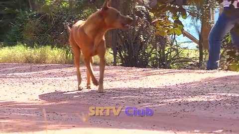 "Prank Dogs Ambushed by Big Fake Lion: Unbelievable Footage!"