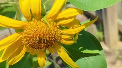 Sunflowers survived the storm