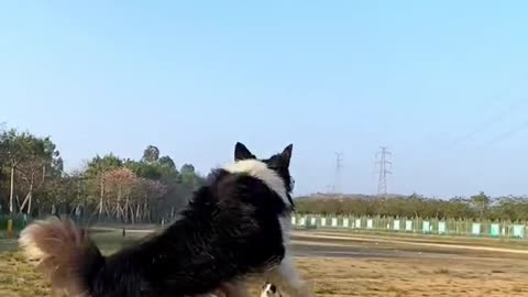 Dogs Playing Balloon 🎈