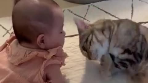 Mischievous Cat Meets Baby! Watch the Hilarious Chaos Unfold!