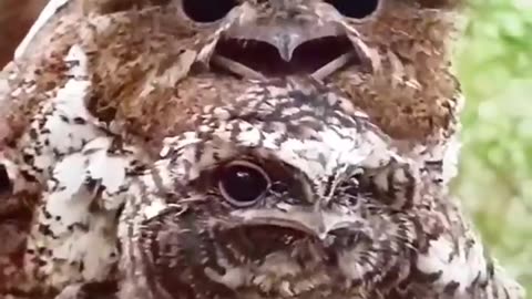 The Great Potoo: Master of Camouflage Revealed!