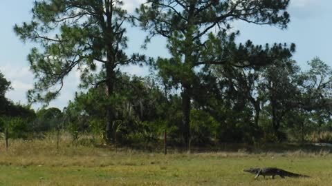 Full video. Gator doing gator things on Venus Ranch