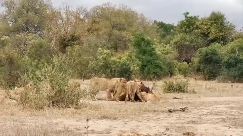 [Eaten Alive] Pride of Lions Taking Down Buffalo, Zebra