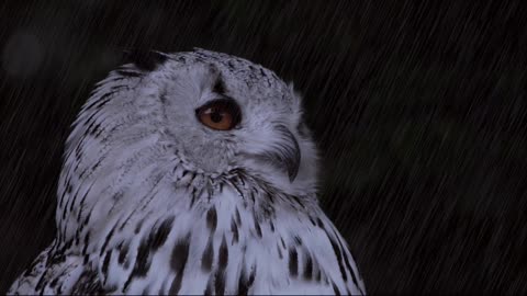 Owl In Rain Forest Ambience