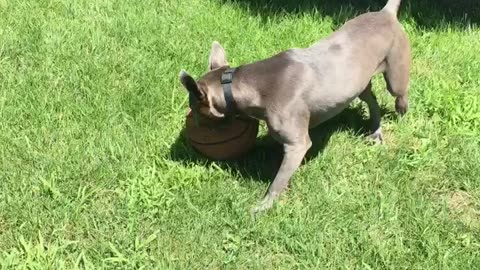 Biting basketball dog