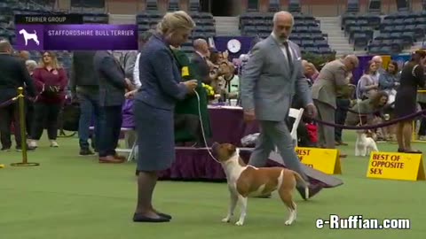 🇺🇲Westminster Kennel Club 2️⃣0️⃣2️⃣3️⃣