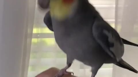 bird singing song