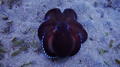 walking black octopus