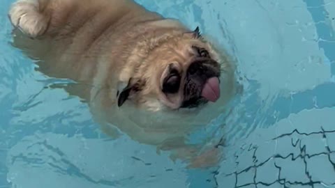 Bao Bao the Pug Goes for a Swim