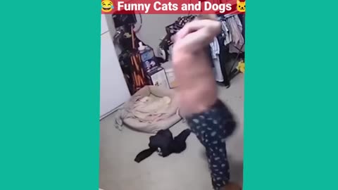 New funny animalsq😂😆 funniest 😺 cat and dog 🐕 video. Animal funny video. Episode 19