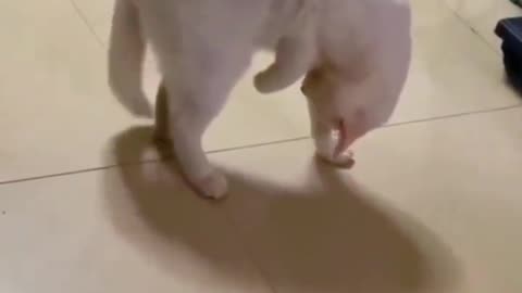 Cat Attacks Own Tail