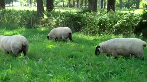 Specop Suffolks O family ewes joined by Bentley Jabulani 239