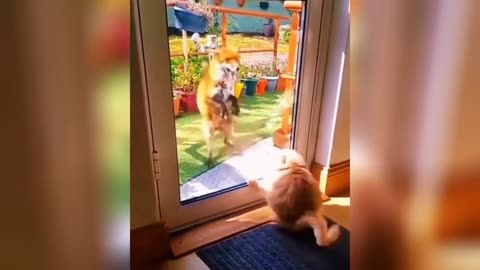 Funny Animals 2024 😂 Cute Cat And Dog funny videos 😸 Funny video series