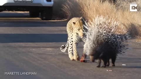 Leopard VS Porcupineh