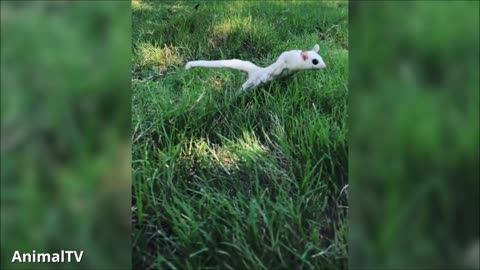 SUGAR GLIDERS Flying - Funny & Cute Compilation