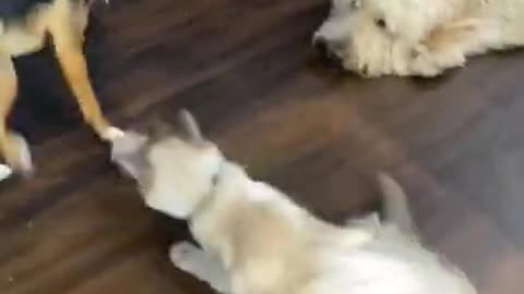 Cat vs Dog crazy fight 😡 cat vs Dog fight