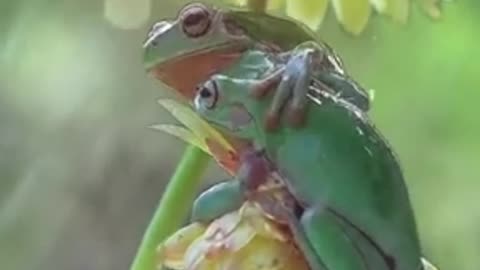 Friendship of frogs in the rain shorts #viral #shortsvideo #video