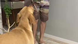 Dog Dances to the Harmonica