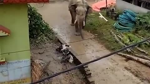 Elephant attack