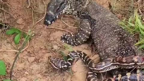 Very Dangerous Fight 😱 . . . . . . #reelsvideo #animal #w