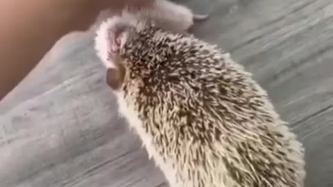 Mother hedgehog looks after her babies