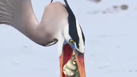 this heron swallow t’s a little #canonr3 #fishing