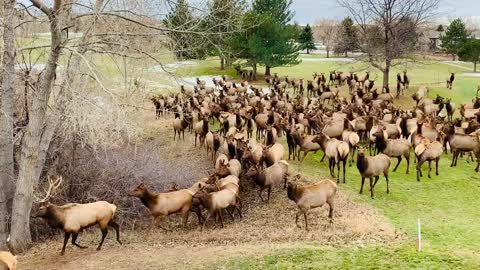 Loveland Elk Herd visiting Thanksgiving morning