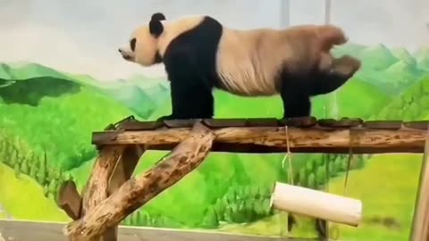 Panda Priorities: Back Foot vs. Testicles