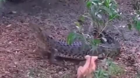 Little Puppy Attacks on crocodiel |emotionofafrica |